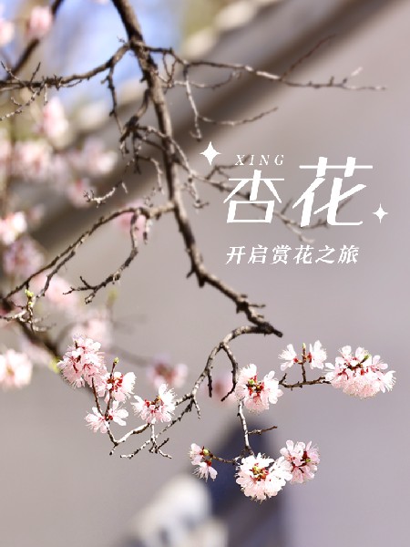 追花指南第六期！杏花雨 楊柳風 北京最美的杏花在這里