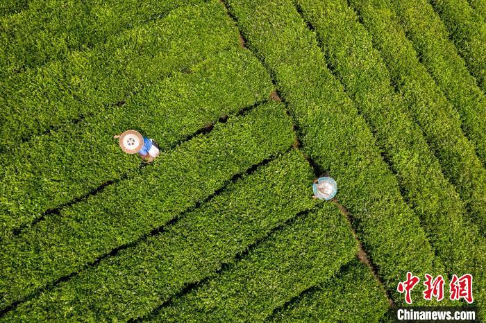 茶農(nóng)正在采摘新鮮茶葉。　唐哲 攝