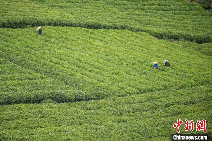 茶農(nóng)采摘谷雨茶。　唐哲 攝