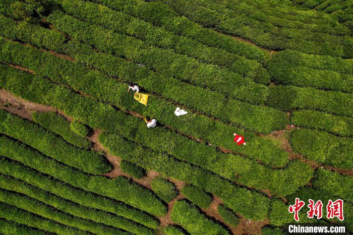 茶農(nóng)正在采摘新鮮茶葉?！√普?攝