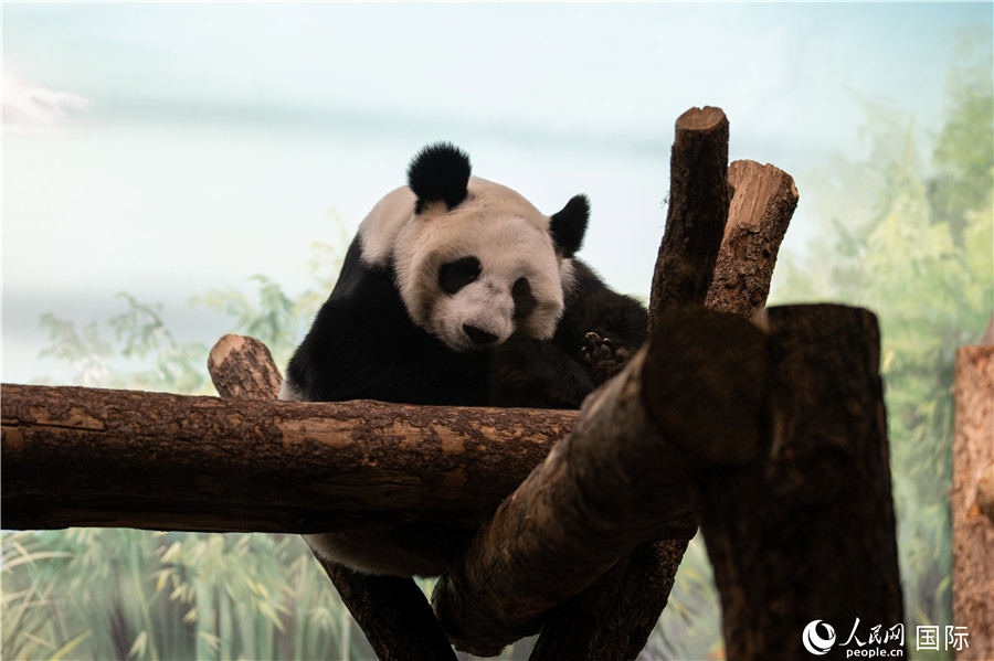 無比可愛的大熊貓“丁丁”。人民網(wǎng)記者 翁奇羽攝