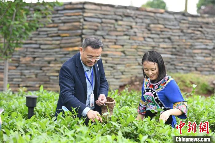 東盟國家媒體記者在辰龍關(guān)茶園采茶?！钊A峰 攝