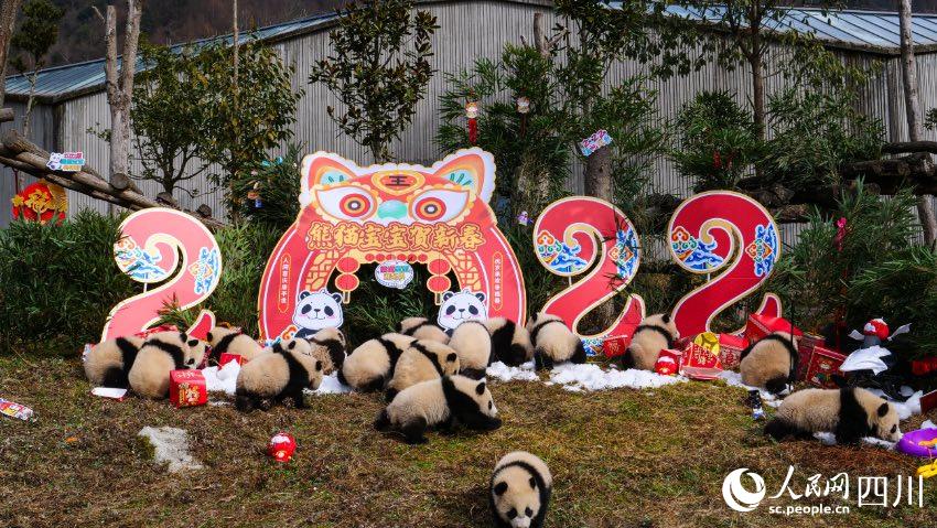 熊貓寶寶賀新春、迎冬奧。李傳有攝