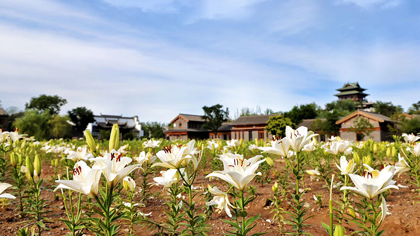 北京世園公園百合陸續(xù)盛放。（北京世園公園供圖）