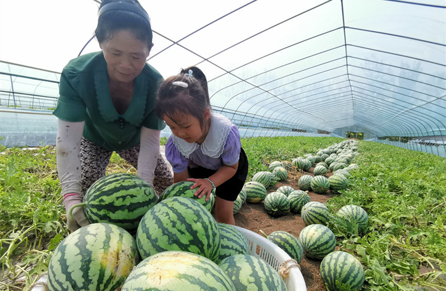 在北辰區(qū)雙街鎮(zhèn)的西瓜種植基地內(nèi)，種植農(nóng)戶們正忙著采收。陳立興攝