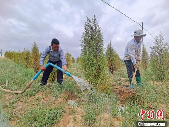 圖為扎西和村民給樹澆水。　祁增蓓　攝