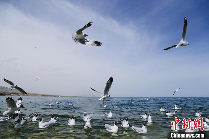 圖為水鳥在青海湖飛翔?！●R銘言 攝
