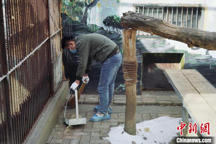 圖為雪豹“奶爸”史壽軍正在打掃豹館衛(wèi)生。　馬銘言 攝