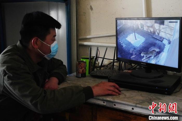 圖為雪豹“奶爸”史壽軍通過監(jiān)控察看雪豹情況?！●R銘言 攝