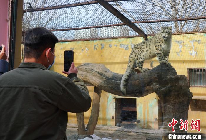 圖為雪豹“奶爸”史壽軍正在直播?！●R銘言 攝