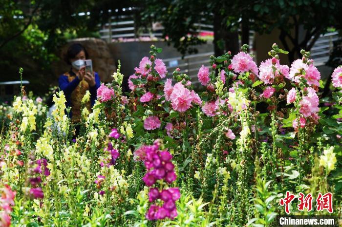 圖為市民在西寧園林植物園內(nèi)賞花拍照。　馬銘言 攝