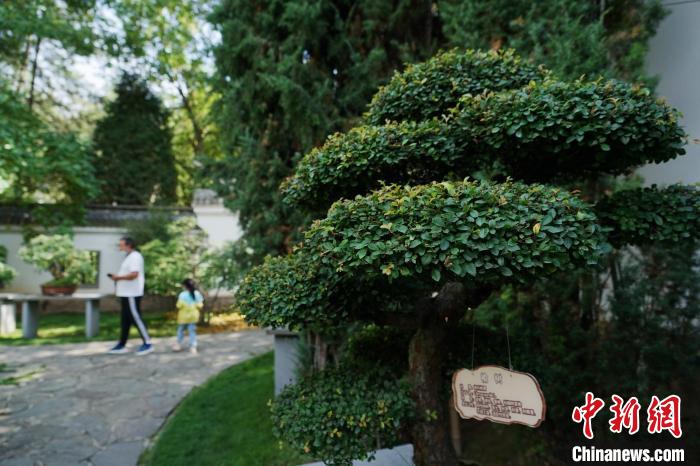圖為在西寧園林植物園內(nèi)，造型奇特的盆景吸引市民?！●R銘言 攝