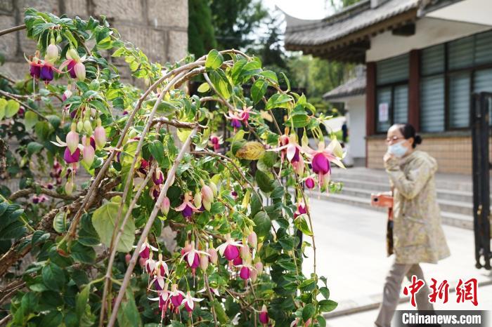 圖為市民在西寧園林植物園內(nèi)觀賞花卉。　馬銘言 攝