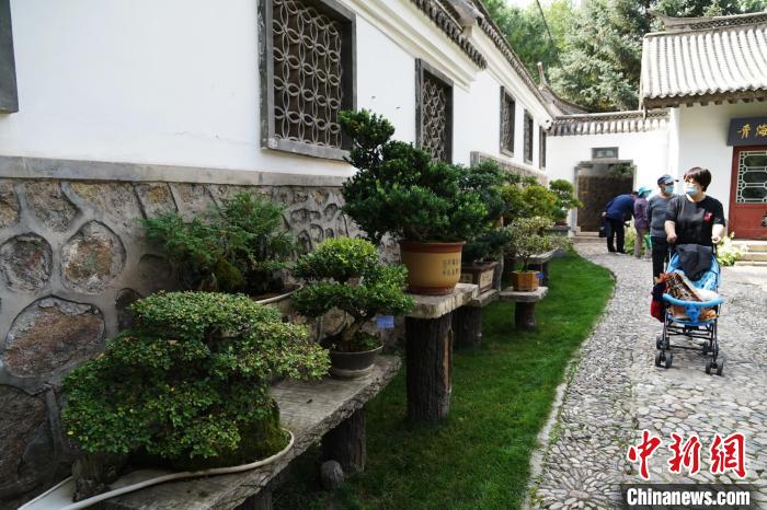 圖為市民在西寧園林植物園內(nèi)觀賞盆景?！●R銘言 攝