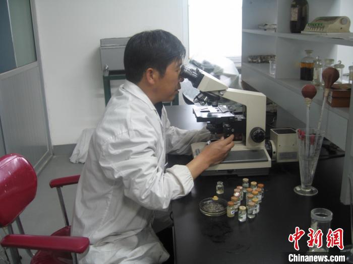 資料圖為研究團隊進行實驗室寄生蟲分類鑒定。　 青海省畜牧獸醫(yī)科學(xué)院供圖