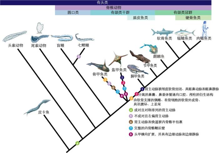 一些關鍵特征在脊索動物中的演化?！∶宪版?繪圖 攝