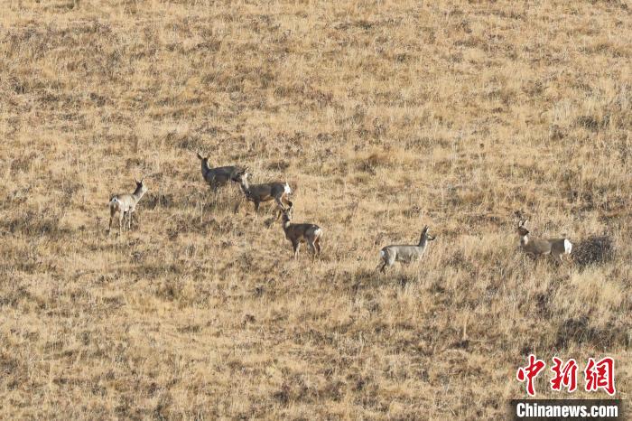 圖為狍鹿在山坡上覓食嬉戲?！〔彭椖霞?攝