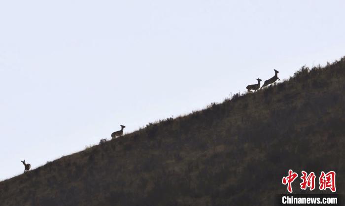 圖為狍鹿在山坡上漫步?！〔彭椖霞?攝