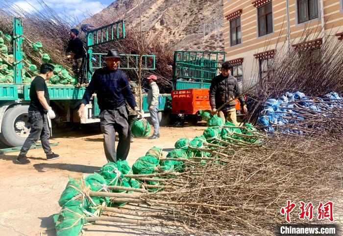 民眾搬運(yùn)苗木?！〔际忻⒖悼h委宣傳部供圖