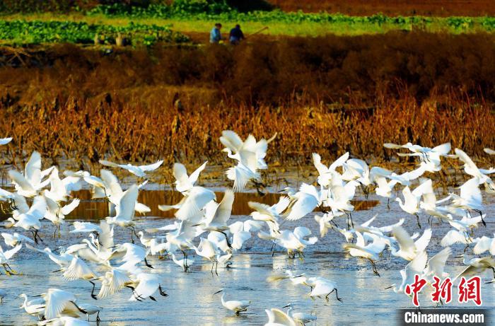 成都白鷺灣濕地公園?！“討?攝