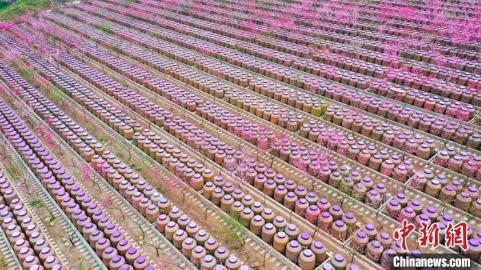 灼灼桃花惹人醉?！㈡?攝