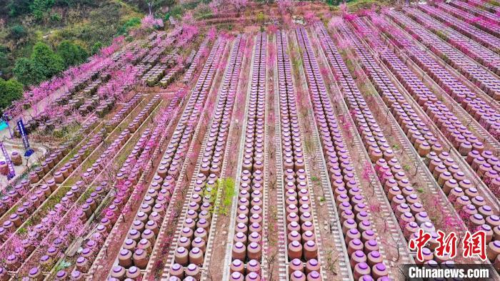 灼灼桃花惹人醉?！㈡?攝