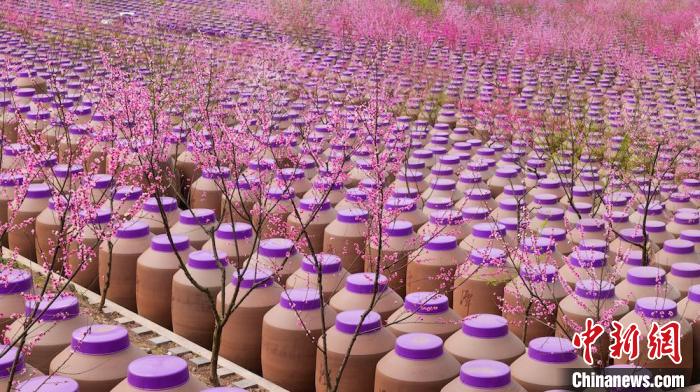 桃花和酒壇相映成趣?！∫足?攝