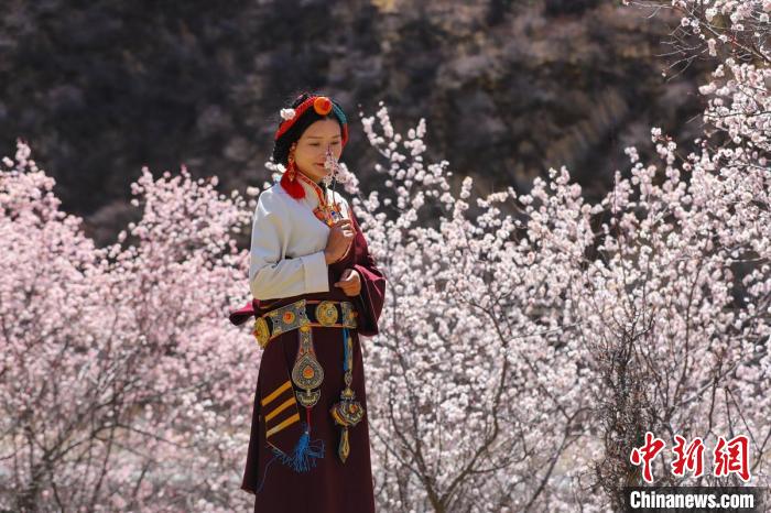 白玉縣河坡鎮(zhèn)桃花林間身穿民族服飾的藏族女孩?！“子袢诿?攝