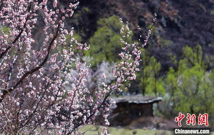 白玉縣河谷間盛開的桃花?！“子袢诿?攝
