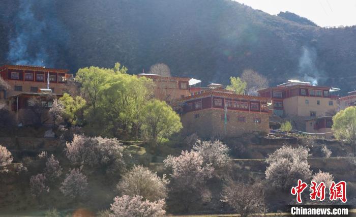 暖陽下白玉縣河坡鎮(zhèn)正在盛開的桃花與藏式民居?！“子袢诿?攝