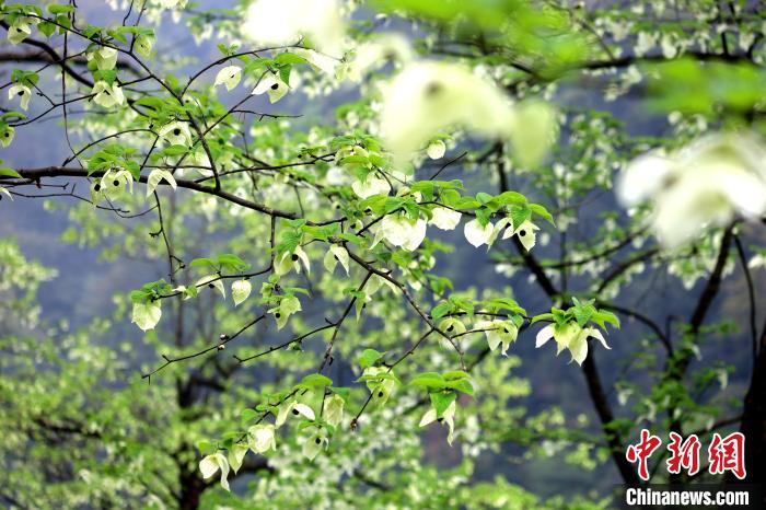 珙桐在春末夏初之際開花，花期較短?！螚?攝