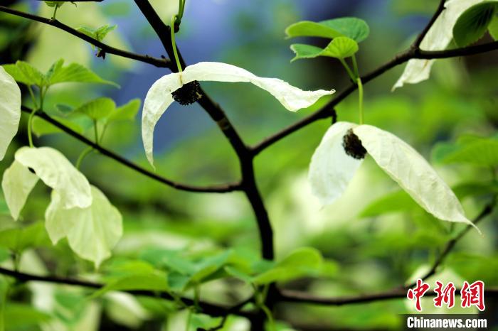 兩片潔白的花瓣隨風搖曳就像飛翔的白鴿?！螚?攝