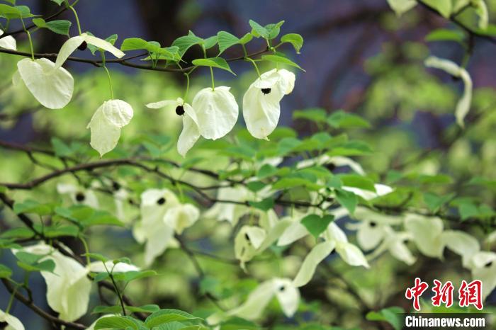 珙桐樹開出潔白的花朵?！螚?攝