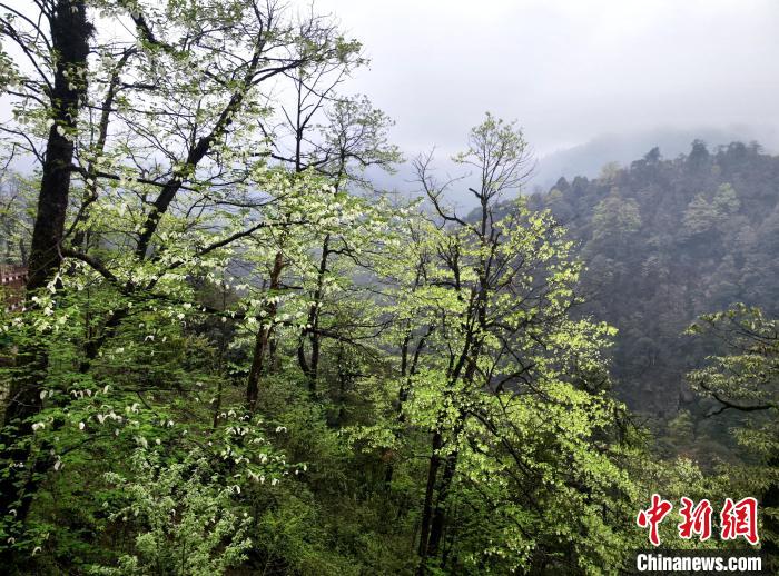 珙桐花朵潔白素雅，與青山雨霧融為一體?！螚?攝