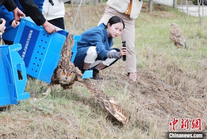 圖為西寧野生動(dòng)物園救護(hù)的雕鸮在西寧市放歸大自然。　馬銘言 攝
