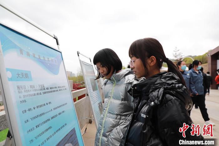 圖為學(xué)生通過展板了解青海常見鳥類?！●R銘言 攝