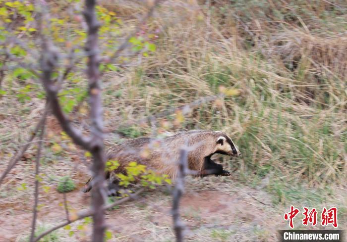 圖為西寧野生動(dòng)物園救護(hù)的狗獾在西寧市放歸大自然?！●R銘言 攝