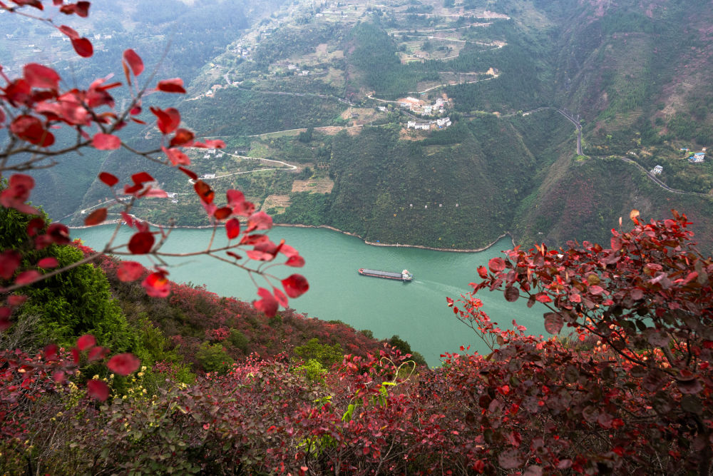 船舶行駛在紅葉掩映下的長江三峽重慶市巫山縣水域（2023年11月30日攝）。新華社記者 肖藝九 攝
