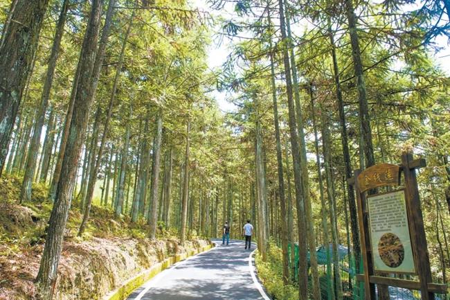 福建周寧縣黃振芳家庭林場(chǎng)。（圖源：央視新聞）