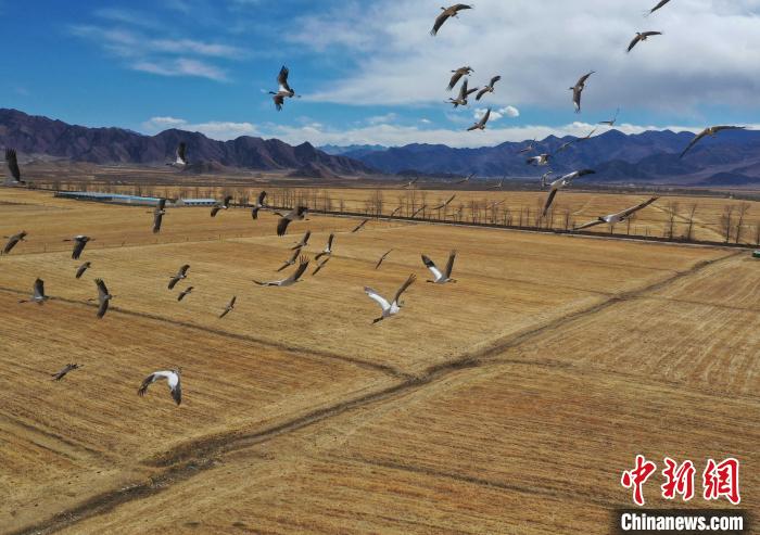 圖為黑頸鶴在拉薩市林周縣境內(nèi)飛翔?！∝暩聛?lái)松 攝