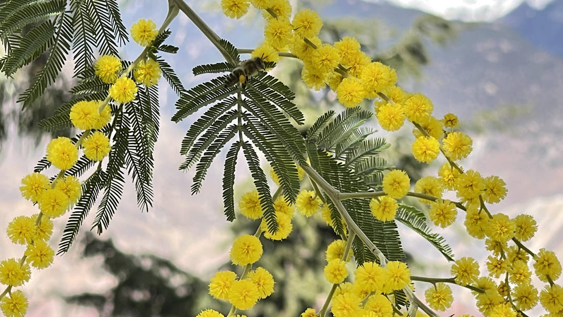 蜜蜂在金合歡花枝上休憩。