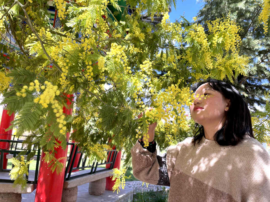 游客仔細(xì)觀(guān)賞黃絨絨的金合歡花。