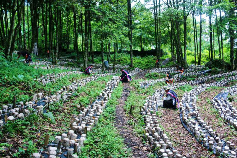 木耳種植基地。次仁央宗攝