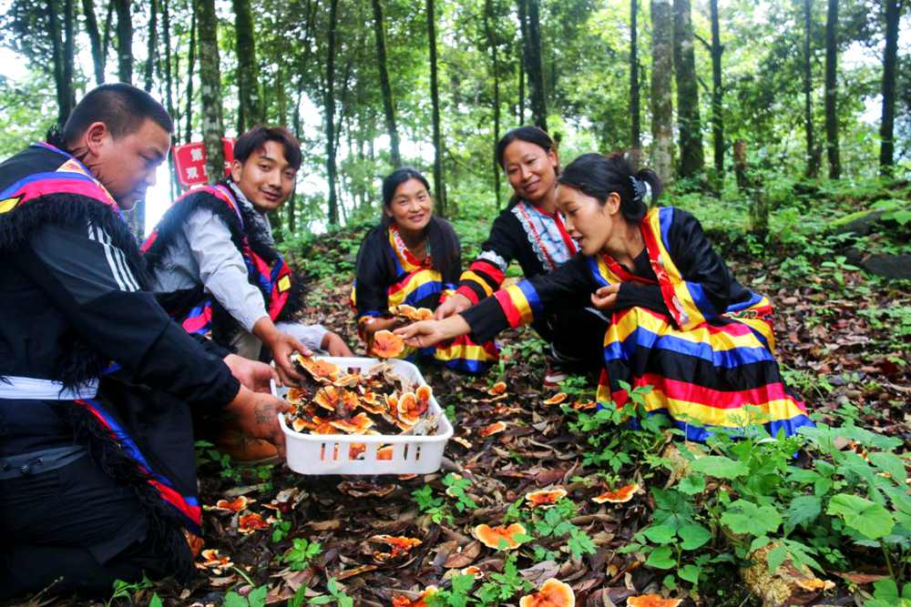 村民采摘林芝。次仁央宗攝