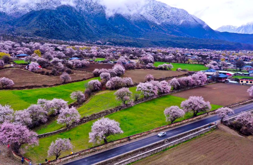 波密縣傾多鎮(zhèn)如納村盛開的桃花。徐馭堯攝