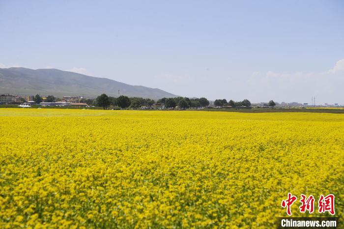圖為青海湖畔油菜花海?！●R銘言 攝
