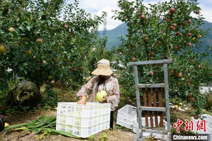 郭洪強(qiáng)的老伴正在給蘋果裝箱?！∽g 攝