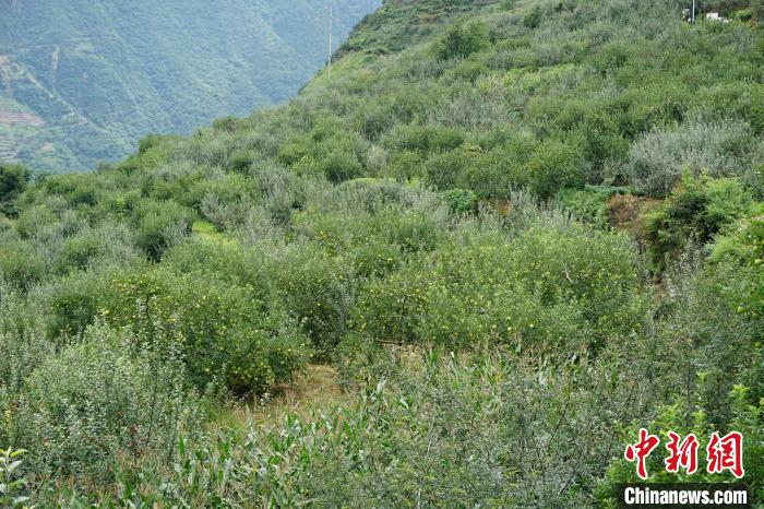 黃草坪村蘋果基地。　祝歡 攝