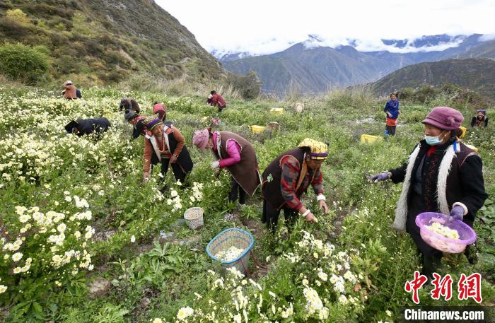 “落戶”黑水的杭白菊。桐鄉(xiāng)市宣傳部提供