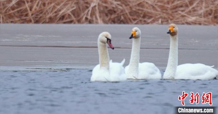 圖為疣鼻天鵝與大天鵝?！∏嗪夜珗@觀鳥協(xié)會供圖 攝